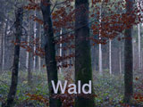 Wald Hardwald
