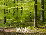 Wald Hardwald