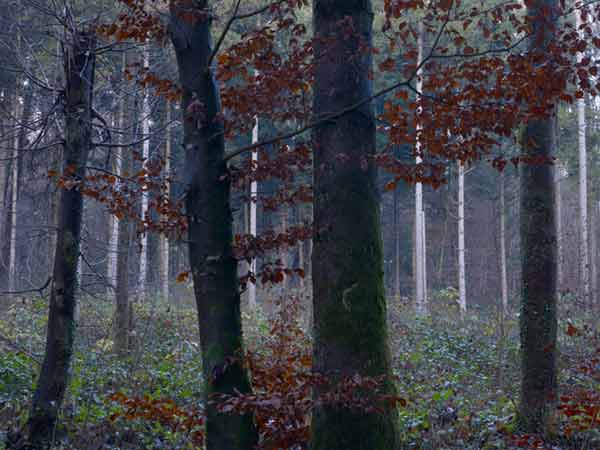 Hardwald Schweiz
