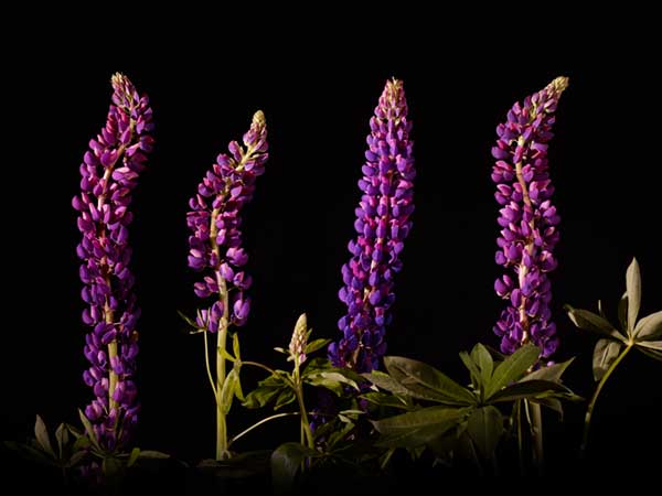 Lupinen